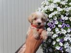 Prachtige mini maltipoo pups ( mini maltezer x toy poedel), België, Overige rassen, CDV (hondenziekte), 8 tot 15 weken