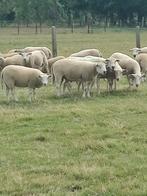 Dekram, Mannelijk, Schaap