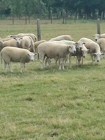 Dekram, Mâle, Mouton