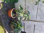 Vijgenboom, Tuin en Terras, Planten | Bomen, Ophalen, In pot, Overige soorten, Minder dan 100 cm