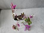 Lot 2 tradescantia nanouk, Ophalen of Verzenden
