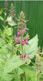 Stachys sylvatica - Bosandoorn (vaste plant), Tuin en Terras, Ophalen, Vaste plant, Halfschaduw