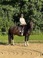 Verzorgster/hulp gezocht regio Schaffen., Dieren en Toebehoren, Paarden