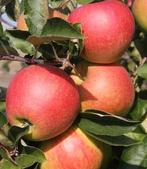 Pommier, Tuin en Terras, Planten | Fruitbomen, Ophalen of Verzenden, Appelboom