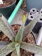 mangave freckles and speckles, Tuin en Terras, Planten | Tuinplanten, Ophalen