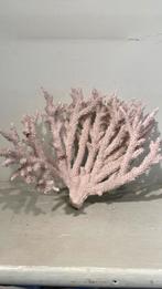 Versteend koraal, Antiek en Kunst, Ophalen