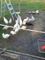 Leghorn haan, Dieren en Toebehoren