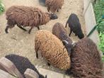 7 Ouessant schapen moeten dringend weg., Meerdere dieren, Schaap, 0 tot 2 jaar