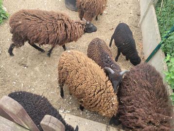 7 Ouessant schapen moeten dringend weg. beschikbaar voor biedingen