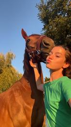 Halve stal ter beschiking!, Dieren en Toebehoren