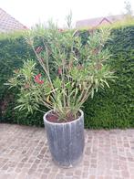 Oleander rood inclusief pot, Tuin en Terras, Volle zon, Vaste plant, Zomer, Ophalen