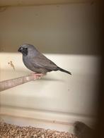 zebravinken charcoal, Dieren en Toebehoren, Vogels | Overige Vogels, Meerdere dieren, Tropenvogel, Geringd
