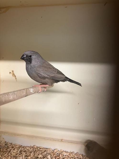 zebravinken charcoal, Dieren en Toebehoren, Vogels | Overige Vogels, Tropenvogel, Meerdere dieren, Geringd