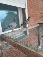 1 koppel Post duiven, Dieren en Toebehoren, Vogels | Duiven