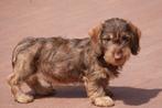 Prachtige ruwharige dwergteckel pups (ruwhaar dwerg teckel), België, CDV (hondenziekte), 8 tot 15 weken, Dwerg