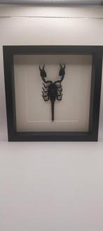 Cadre scorpion asiatique Heterometrus, Enlèvement ou Envoi