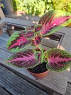 mooi gegroeide stekjes van verschillende coleus / siernetels, Ophalen