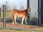Haflinger merrie pssm vrij, Dieren en Toebehoren, Merrie