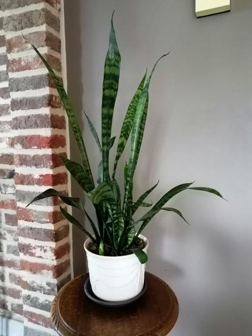 Gezonde sanseveria in witte porseleinen pot, Maison & Meubles, Plantes d'intérieur, Autres espèces, Moins de 100 cm, Plante verte
