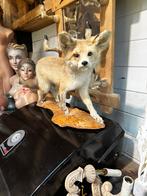 Vos taxidermie, Ophalen of Verzenden