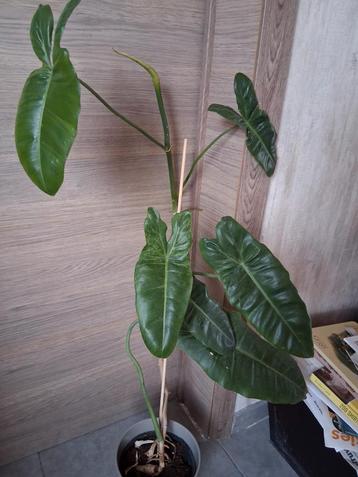 philodendron paraiso.   beschikbaar voor biedingen