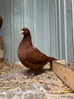 Carneau duif, Dieren en Toebehoren, Pluimvee