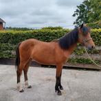 D pony merrie jaarling, Dieren en Toebehoren, Merrie, M