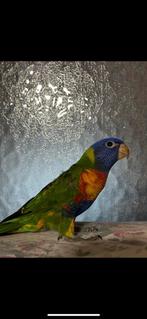 Couple loriquet, Animaux & Accessoires, Plusieurs animaux, Perroquet, Domestique