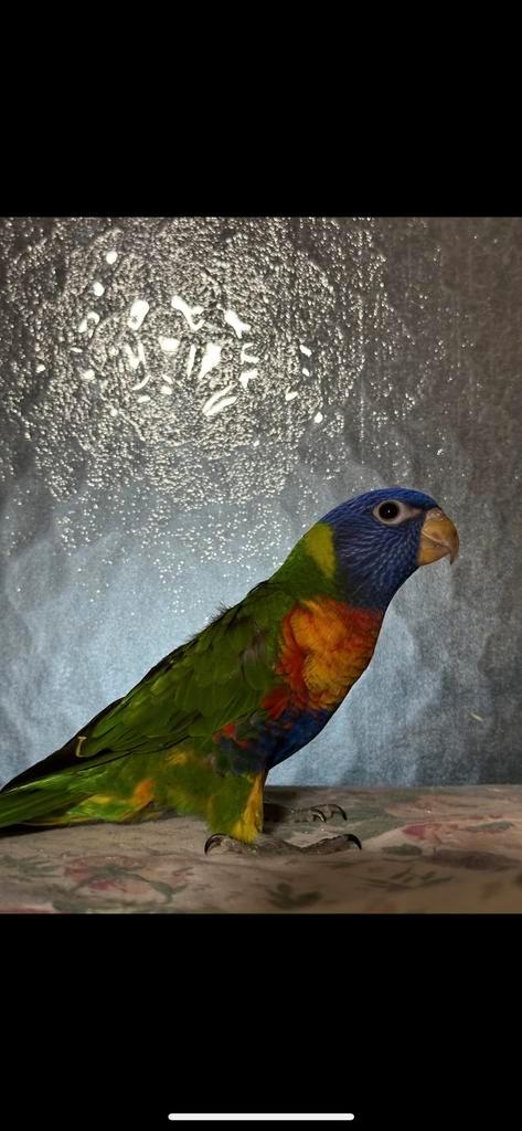 Couple loriquet, Animaux & Accessoires, Oiseaux | Perruches & Perroquets, Perroquet, Plusieurs animaux, Domestique