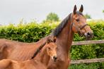 Fokmerrie uit topsportstam, Dieren en Toebehoren, Paarden en Pony's | Dekhengsten en Fokmerries, Merrie