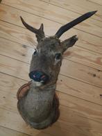 Trophée de chevreuil, Collections, Collections Animaux, Enlèvement, Utilisé