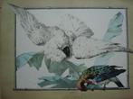 J. C. SCHULLER PERROQUET PARROT antieke litho papegaai c1880, Ophalen of Verzenden