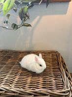 Bo witpooltje kleurdwerg dame, Dieren en Toebehoren, Klein