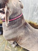 Collier pour chien personnalisé Chappo Edition, Enlèvement ou Envoi, Fait main, Neuf