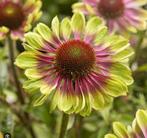 Echinacea Green Twister, Ophalen, Zomer, Vaste plant, Volle zon