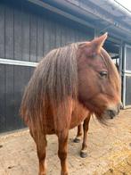 4 jarige merrie Shetland x welsh, Dieren en Toebehoren, Merrie, A pony (tot 1.17m), Gechipt, 3 tot 6 jaar