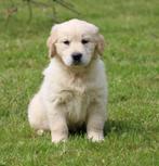 Golden retriever pup, CDV (hondenziekte), Golden retriever, Teef, 8 tot 15 weken