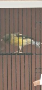 Te koop Timprado espanol classeco  manen van 9 maanden, Dieren en Toebehoren, Vogels | Duiven, Mannelijk