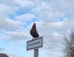 Sierduiven, Dieren en Toebehoren, Vogels | Duiven