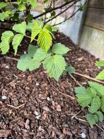 Framboos plantjes, Tuin en Terras, Planten | Fruitbomen, Ophalen