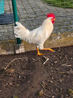 Jonge leghorn haan, Dieren en Toebehoren, Pluimvee