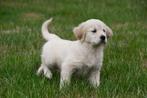 Golden Retriever pup te koop (teefje), Golden retriever, België, CDV (hondenziekte), 8 tot 15 weken