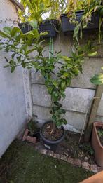 citroenboom 150 CM in pot, Tuin en Terras, Planten | Struiken en Hagen, Ophalen