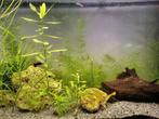 Guppy mannetjes, Dieren en Toebehoren, Vis, Zoetwatervis