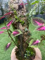 Handgemaakte levende plantendecoratie - planten, Ophalen