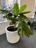 Bananenboom in witte pot, Maison & Meubles, Plantes d'intérieur, En pot, Plante à fleurs, Plante fruitière, Ombre partielle