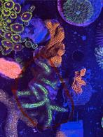 Seriatopora birds of paradise, Dieren en Toebehoren, Overige typen, Zoutwatervis