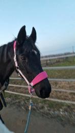 KWPN merrie, Animaux & Accessoires, Chevaux, Cheval de dressage, 11 ans ou plus, Avec pedigree, L