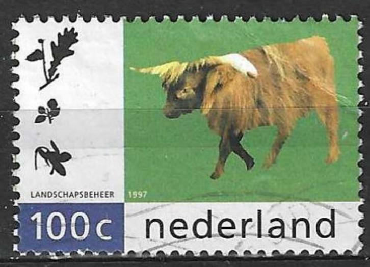 Nederland 1997 - Yvert 1582 - De Schotse Hooglander (ST), Postzegels en Munten, Postzegels | Nederland, Gestempeld, Verzenden