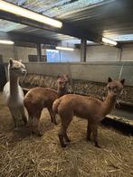 alpacas, Dieren en Toebehoren, Overige Dieren, Juni, Vrouwelijk